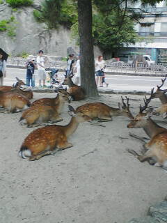 宮島の鹿